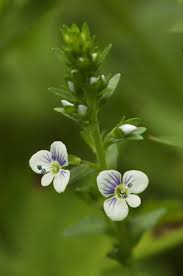 Attēlu rezultāti vaicājumam “Veronica serpyllifolia”