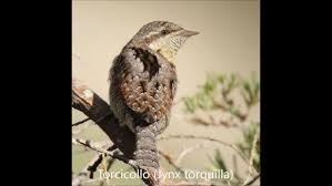 Attēlu rezultāti vaicājumam “Jynx torquilla”