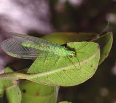 Attēlu rezultāti vaicājumam “Chrysopa”