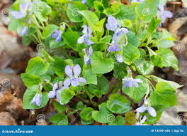 Attēlu rezultāti vaicājumam “Viola reichenbachiana leaf”