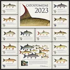 Image result for Cycleptus elongatus