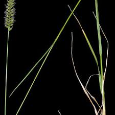 Attēlu rezultāti vaicājumam “Cynosurus cristatus”