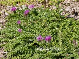 Attēlu rezultāti vaicājumam “Cirsium acaule flower”