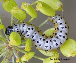 Attēlu rezultāti vaicājumam “Depressaria olerella imago”