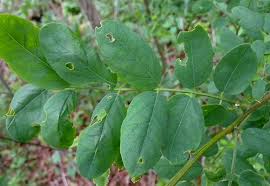 Attēlu rezultāti vaicājumam “Robinia pseudoacacia leaf”