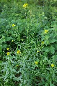 Attēlu rezultāti vaicājumam “Erysimum cheiranthoides flower”