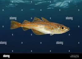 Image result for Pollachius pollachius