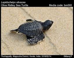 Image result for Lepidochelys olivacea