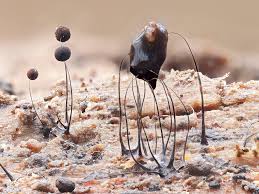 Attēlu rezultāti vaicājumam “Comatricha sp.”