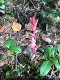 Attēlu rezultāti vaicājumam “Exobasidium splendidum”