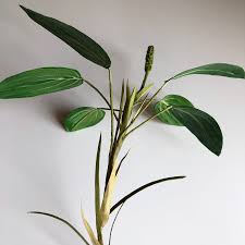 Attēlu rezultāti vaicājumam “Potamogeton natans”