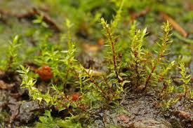 Attēlu rezultāti vaicājumam “Pohlia bulbifera”