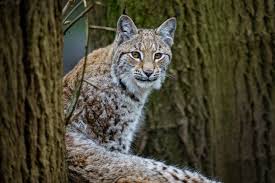 Image result for Lancashire Lynx
