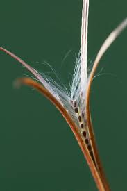 Attēlu rezultāti vaicājumam “Epilobium montanum leaf”