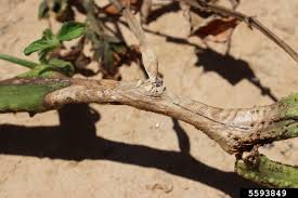 Attēlu rezultāti vaicājumam “Stemonitis lignicola stalked”