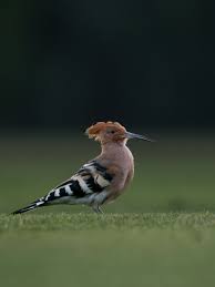 Attēlu rezultāti vaicājumam “Upupa epops”