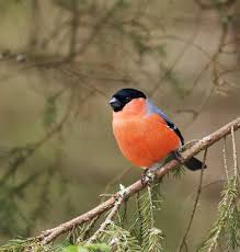 Attēlu rezultāti vaicājumam “Pyrrhula pyrrhula male”