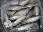 Frozen Indian Mackerel Fish products, buy Frozen Indian Mackerel ...