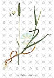 Attēlu rezultāti vaicājumam “Phleum phleoides fruit”