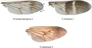 Attēlu rezultāti vaicājumam “Therevidae”