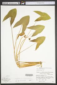 Attēlu rezultāti vaicājumam “Alismataceae”