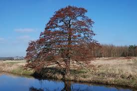 Attēlu rezultāti vaicājumam “Alnus glutinosa”