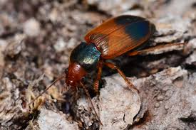 Attēlu rezultāti vaicājumam “Diachromus germanus”