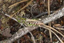 Attēlu rezultāti vaicājumam “Myrmeleotettix maculatus”
