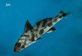 Image result for Menticirrhus saxatilis