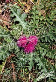 Attēlu rezultāti vaicājumam “Cirsium acaule leaf”