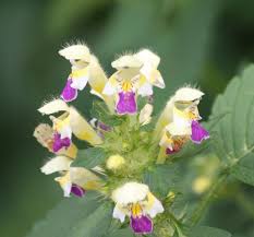 Attēlu rezultāti vaicājumam “Galeopsis speciosa flower”