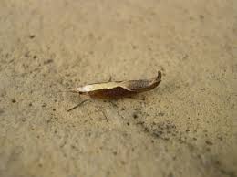 Attēlu rezultāti vaicājumam “Ypsolopha dentella”