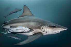 Image result for Carcharhinus limbatus