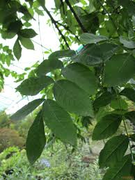 Attēlu rezultāti vaicājumam “Fraxinus excelsior Pendula fruit”
