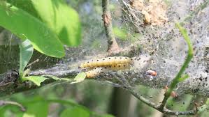 Attēlu rezultāti vaicājumam “Yponomeuta malinellus / cagnagella imago”