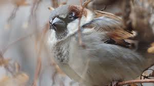 Image result for Passer domesticus