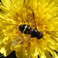 Attēlu rezultāti vaicājumam “Dasysyrphus tricinctus”