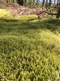 Attēlu rezultāti vaicājumam “Rhytidiadelphus squarrosus”