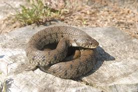 Attēlu rezultāti vaicājumam “Natrix natrix adult”