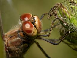 Attēlu rezultāti vaicājumam “Sympetrum vulgatum female”