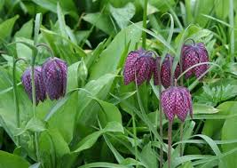 Attēlu rezultāti vaicājumam “Meleagris”