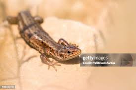 Attēlu rezultāti vaicājumam “Lacerta vivipara female”