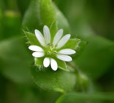 Attēlu rezultāti vaicājumam “Stellaria crassifolia leaf”