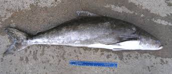 Image result for Rachycentron canadum