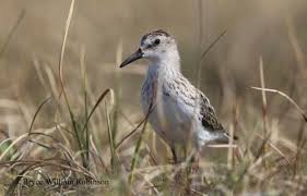 Image result for Calidris pusilla
