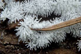 Attēlu rezultāti vaicājumam “Ceratiomyxa fruticulosa”