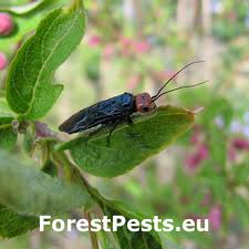 Attēlu rezultāti vaicājumam “Acantholyda posticalis”