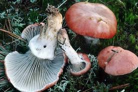 Attēlu rezultāti vaicājumam “Gomphidius roseus”