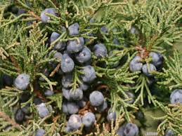 Attēlu rezultāti vaicājumam “Juniperus chinensis”
