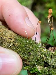 Attēlu rezultāti vaicājumam “Eocronartium muscicola”